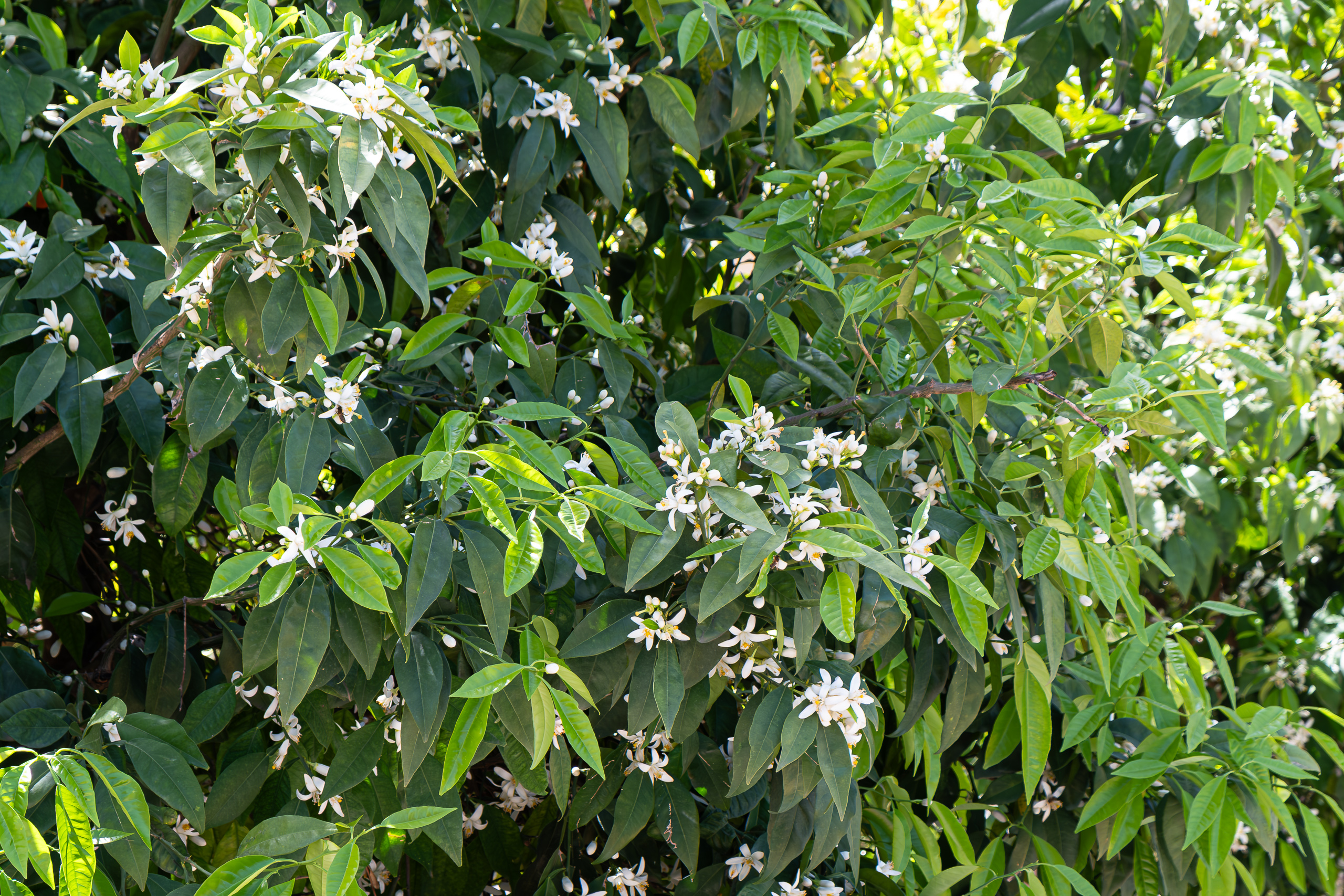 Azahares – die duftenden Orangenblüten